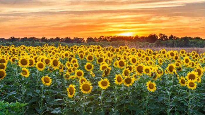 polje suncokreta