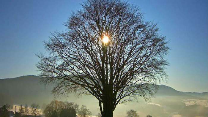 zimska kratkodnevica