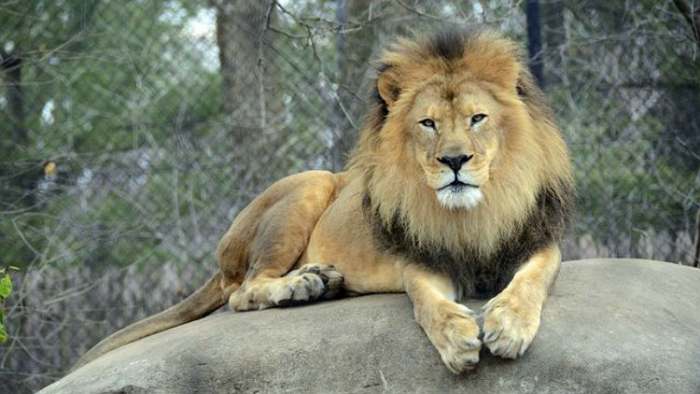 danski zoo vrt