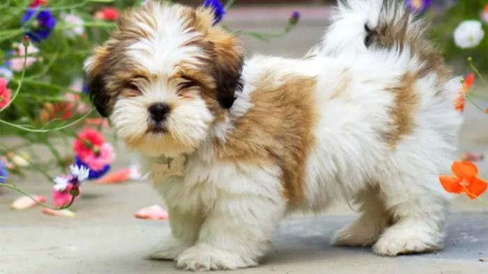 najdugovečnije rase pasa