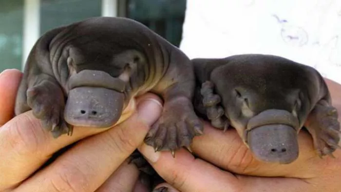 mleko čudnovatog kljunara