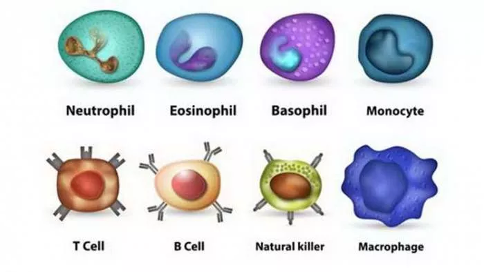ćelije imuniteta - kako deluje naš imuni sistem ćelije imuniteta - kako deluje naš imuni sistem