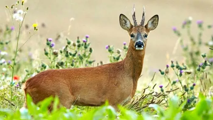 srna u izgubljenom raju