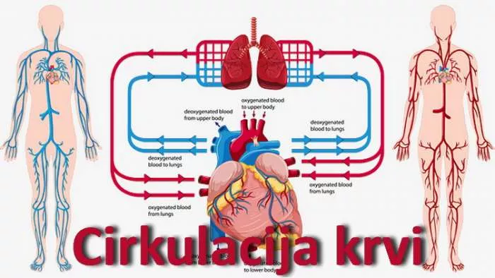Cirkulacija krvi - kako popraviti cirkulaciju kroz udove i organe Cirkulacija krvi - kako popraviti cirkulaciju kroz udove i organe