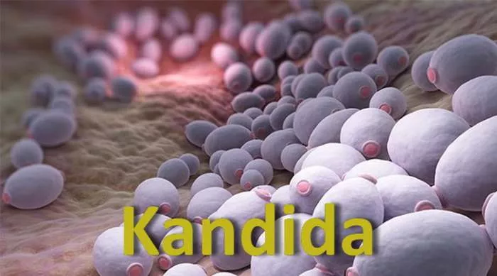 Kako se leči kandida - sistemsko lečenje kandide Kako se leči kandida - sistemsko lečenje kandide