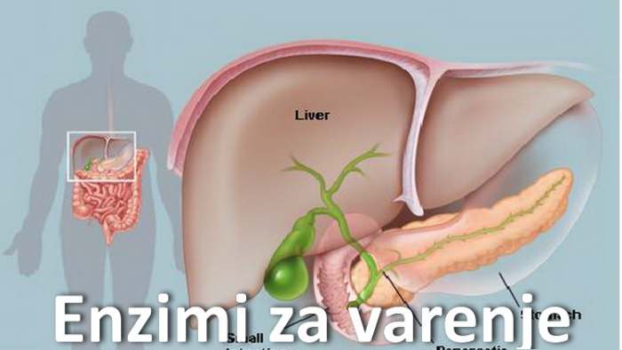 Pankreas i Apsorpcija hrane i kako deluju enzimi za varenje u stomaku