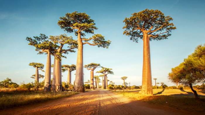 Baobab je afričko drvo života i budući dijetetski suplement