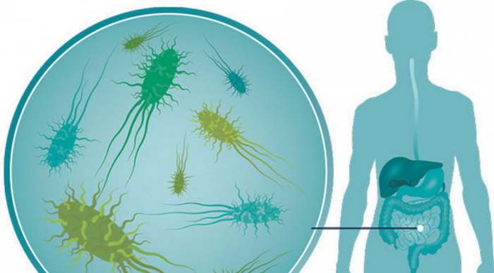 Humani Mikrobiom i kako obnoviti crevnu floru za nedelju dana