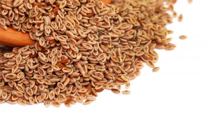 Čemu služi Indijska bokvica - Psilijum Plantago ovata i kako deluje na opstipaciju Čemu služi Indijska bokvica - Psilijum Plantago ovata i kako deluje na opstipaciju