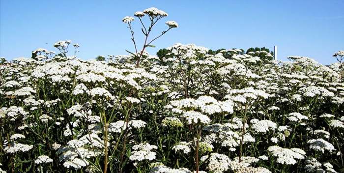 Achillea millefolium Hajdučka trava u lečenju - lekovita svojstva hajdučke trave