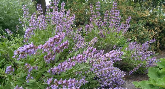 Lekovita Žalfija (Salvia officinalis) biljka spasa poznata i kao Kadulja