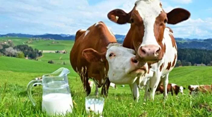 krava stalno daje mleko