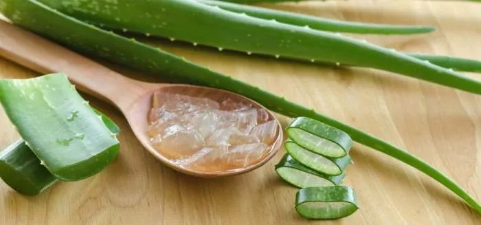 Aloja Vera (Aloe vera) gel - lekovita svojstva Aloje Aloja Vera (Aloe vera) gel - lekovita svojstva Aloje