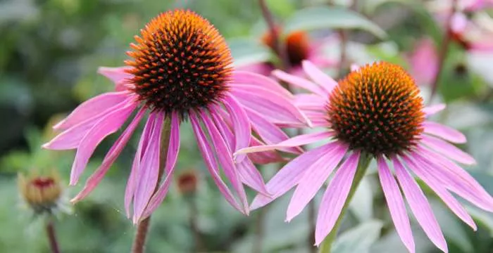 Ehinacea je najbolja biljka za imunitet i dobro zdravlje