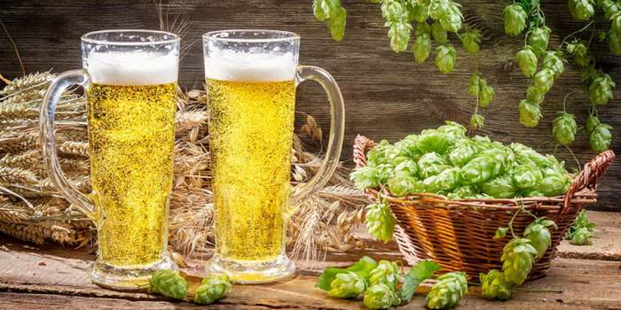 Lekovita biljka Hmelj (Humulus lupulus) je glavni sastojak piva