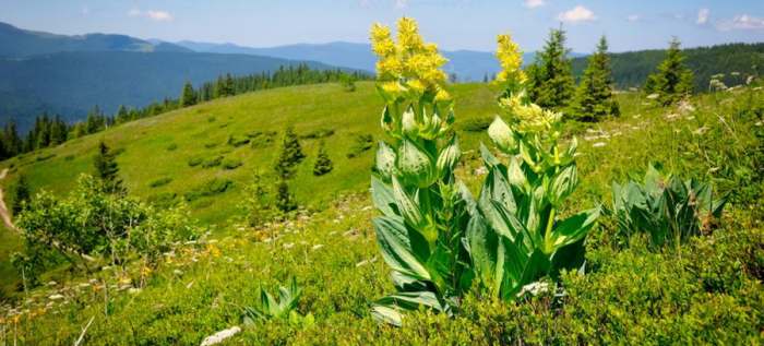 Lincura (Gentiana lutea radix) - gorka lekovita biljka za rakiju od lincure