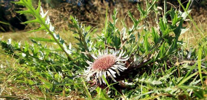 Vilino sito (Carlina acaulis) lekovita biljka