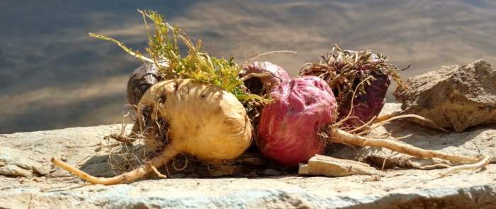 Šta je Zlatna Maka (Lepidium meyenii) - kako se koristi koren Zlatne Make