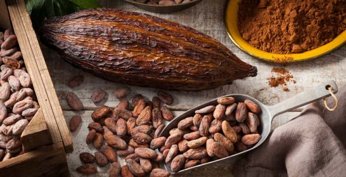 Kakao Theobroma cacao – čokolada i postoje li lekovita svojstva kakaoa