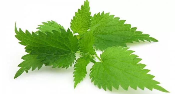 Koje lekovite biljke za visok pritisak koristiti kopriva Koje lekovite biljke za visok pritisak koristiti kopriva