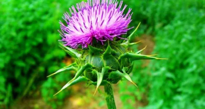 Silimarin za jetru - Gujina trava ili Sikavica (Silybum marianum) Silimarin za jetru - Gujina trava ili Sikavica (Silybum marianum)