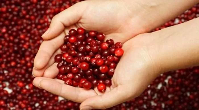 protiv mokraćne infekcije