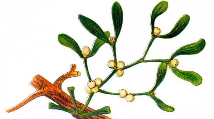 Bela Imela (Viscum album) – lekovita svojstva imele Bela Imela (Viscum album) – lekovita svojstva imele