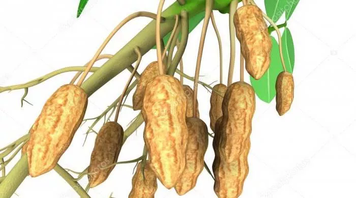 Kikiriki (Arachis hypogaea) za jelo i zdravlje srca Kikiriki (Arachis hypogaea) za jelo i zdravlje srca