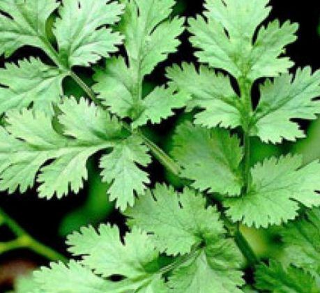 Korijander (Coriandrum sativum) i lekovita svojstva semena korijandera