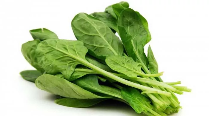 Spanać ili Špinat (Spinacia oleracea) i lekovita svojstva spanaća Spanać ili Špinat (Spinacia oleracea) i lekovita svojstva spanaća