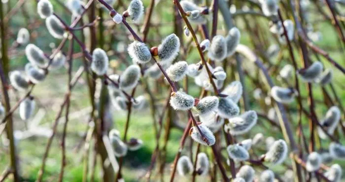 Vrba Iva (Salix caprea) – lekovita svojstva vrbe Ive Vrba Iva (Salix caprea) – lekovita svojstva vrbe Ive