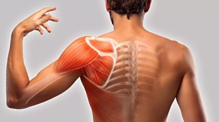 bolesti mišićnog sistema