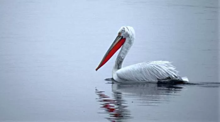 pelikani na dunavu