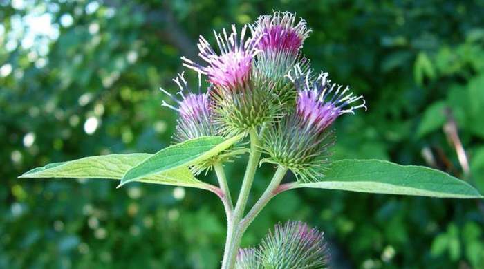 Čičak (Arctium lappa) i kakvo je lekovito dejstvo čička na zdravlje