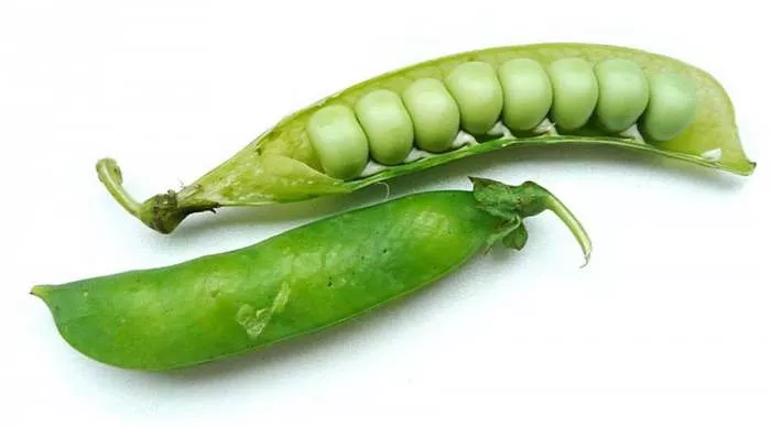 Zašto je zeleni grašak (Pisum sativum) dobar za naše zdravlje Zašto je zeleni grašak (Pisum sativum) dobar za naše zdravlje