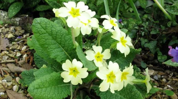 Jagorčevina (Primula acaulis) jaglac i lekovito delovanje jagorčevine na astmu i pluća