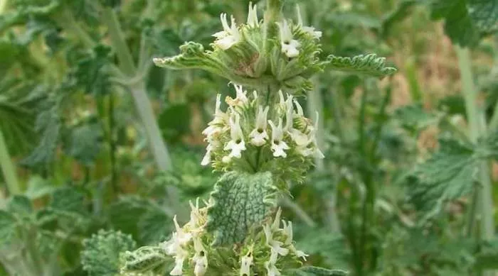 Macina trava (Marrubium vulgare) – lekovita biljka za neplodnost žena Macina trava (Marrubium vulgare) – lekovita biljka za neplodnost žena