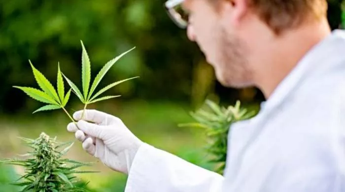 proizvođač marihuane