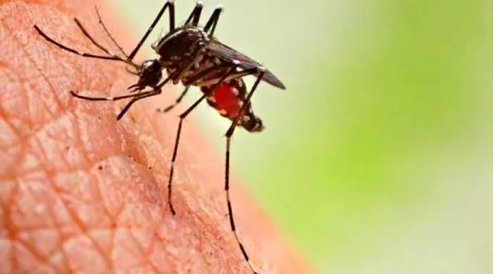 groznica zapadnog nila