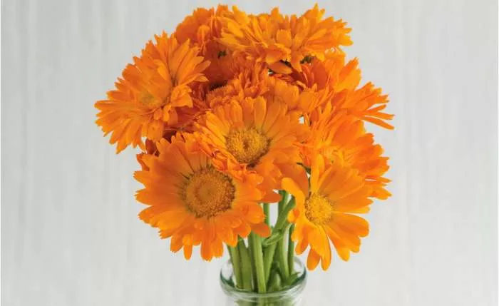 Krema od nevena kao najbolji lek za vašu kožu