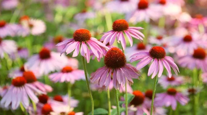 ehinacee