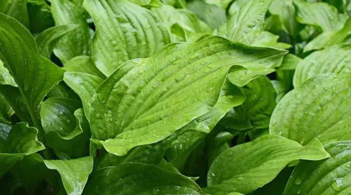 Bokvica za kožu kao najbolji prirodni lek za kožna oboljenja