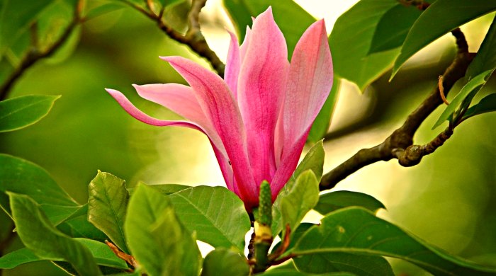magnolija