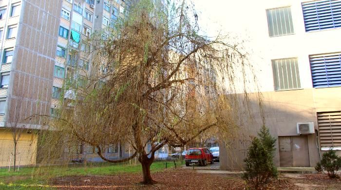usamljena vrba