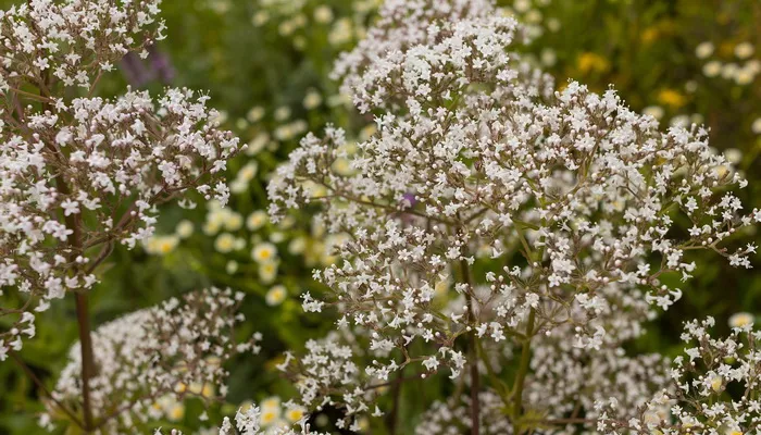Macina trava čaj za ženske menstrualne tegobe i plodnost!