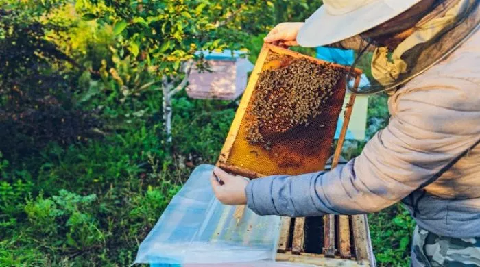 sezona za pčelare