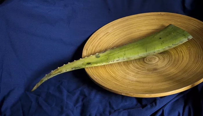 Aloe vera kao lek za mnoge bolesti - kako da je iskoristite?