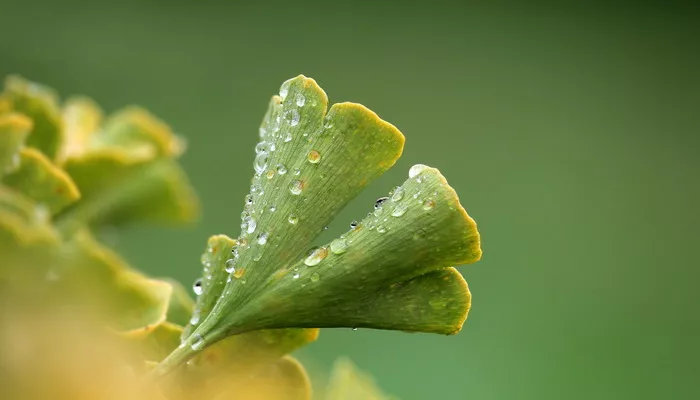 Prirodni afrodizijak - koje biljke su odlične zamene suplementima