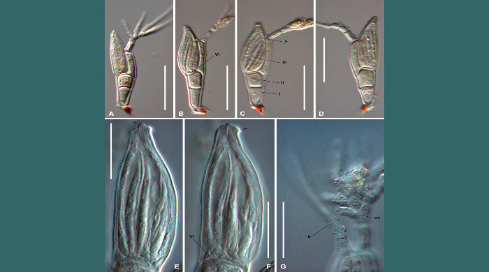 troglomyces twitteri