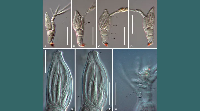 troglomyces twitteri